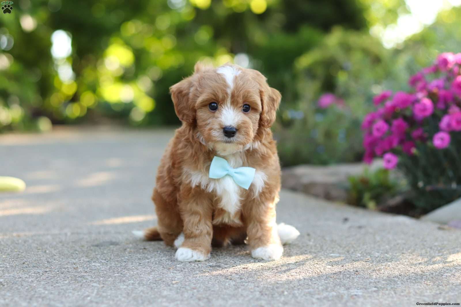 Mason - Cavapoo Puppy For Sale in Ohio