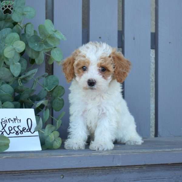 Matilda, Toy Poodle Puppy