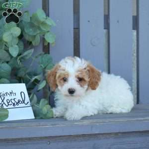 Matilda, Toy Poodle Puppy