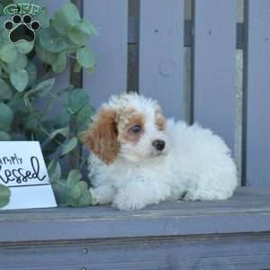 Matilda, Toy Poodle Puppy