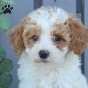 Matilda, Toy Poodle Puppy