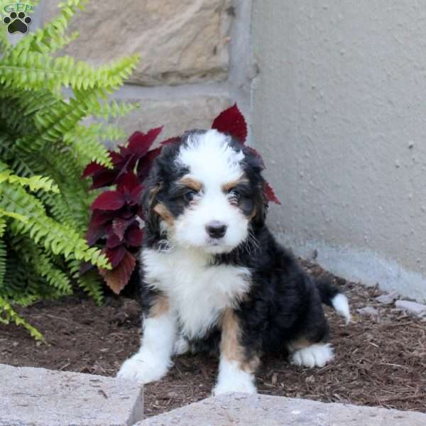 Maverick, Mini Bernedoodle Puppy