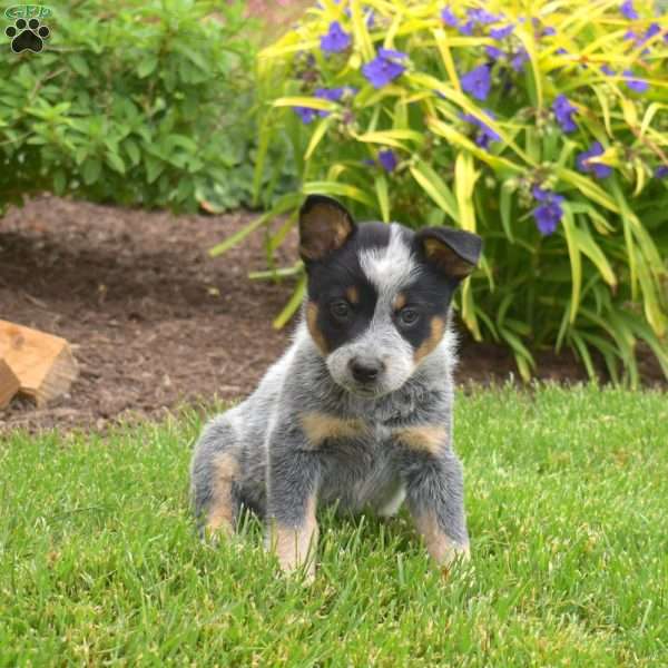 Maverick, Blue Heeler – Australian Cattle Dog Puppy