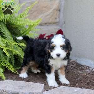 Maverick, Mini Bernedoodle Puppy