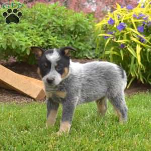 Maverick, Blue Heeler – Australian Cattle Dog Puppy