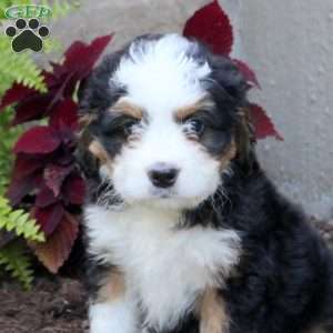 Maverick, Mini Bernedoodle Puppy