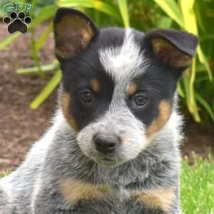 Maverick, Blue Heeler – Australian Cattle Dog Puppy