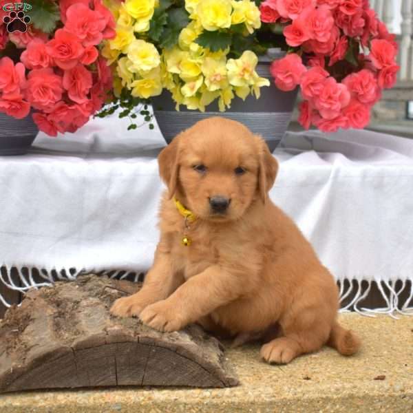 Max, Golden Retriever Puppy