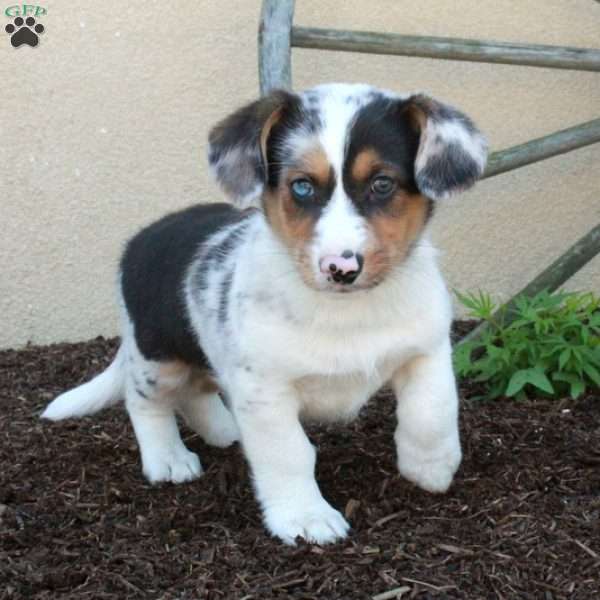 Max, Miniature Australian Shepherd Mix Puppy