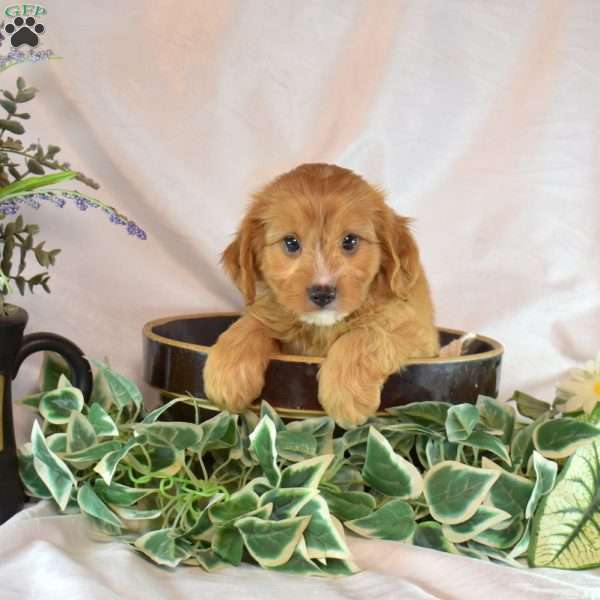 Max, Cavapoo Puppy