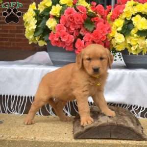 Max, Golden Retriever Puppy