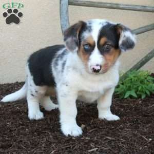 Max, Miniature Australian Shepherd Mix Puppy