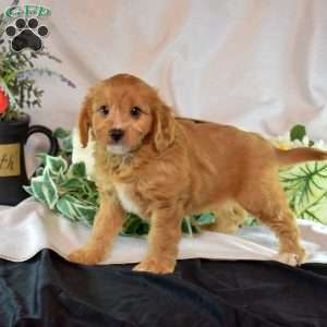 Max, Cavapoo Puppy