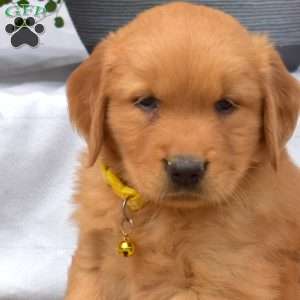 Max, Golden Retriever Puppy