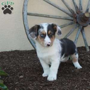 Max, Miniature Australian Shepherd Mix Puppy
