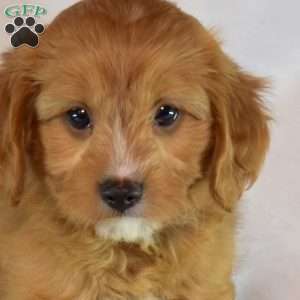 Max, Cavapoo Puppy