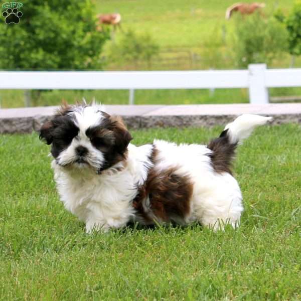 Max, Shih Tzu Puppy