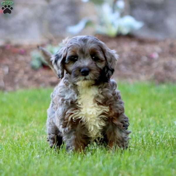 Max, Mini Goldendoodle Puppy