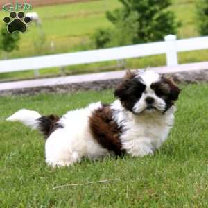 Max, Shih Tzu Puppy
