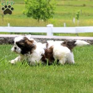 Max, Shih Tzu Puppy