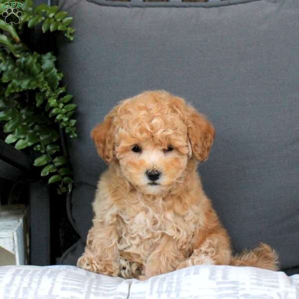 Maxwell, Bich-Poo Puppy