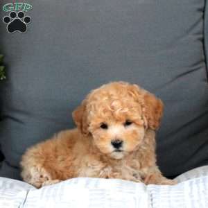 Maxwell, Bich-Poo Puppy