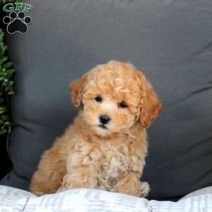 Maxwell, Bich-Poo Puppy