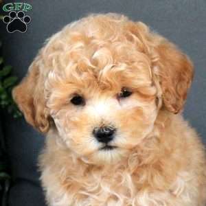 Maxwell, Bich-Poo Puppy