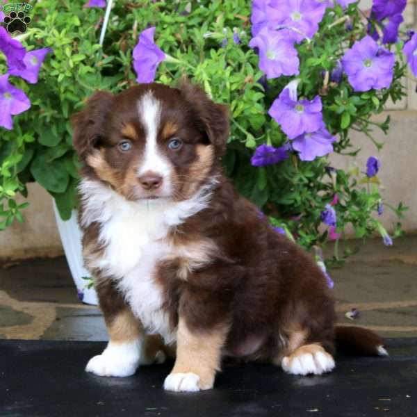 May, Miniature Australian Shepherd Puppy