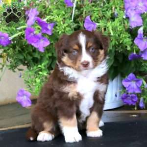May, Miniature Australian Shepherd Puppy