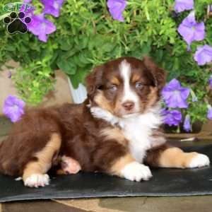 May, Miniature Australian Shepherd Puppy