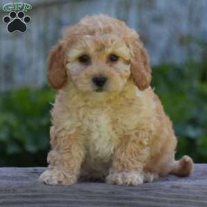 Mazie, Cavapoo Puppy