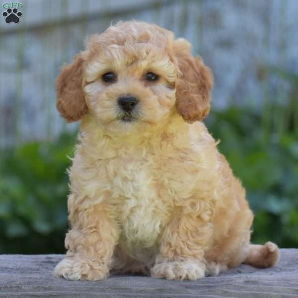 Mazie, Cavapoo Puppy
