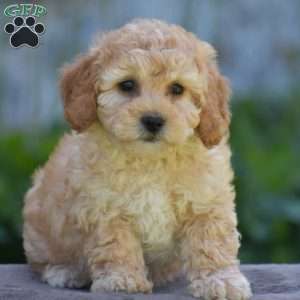 Mazie, Cavapoo Puppy