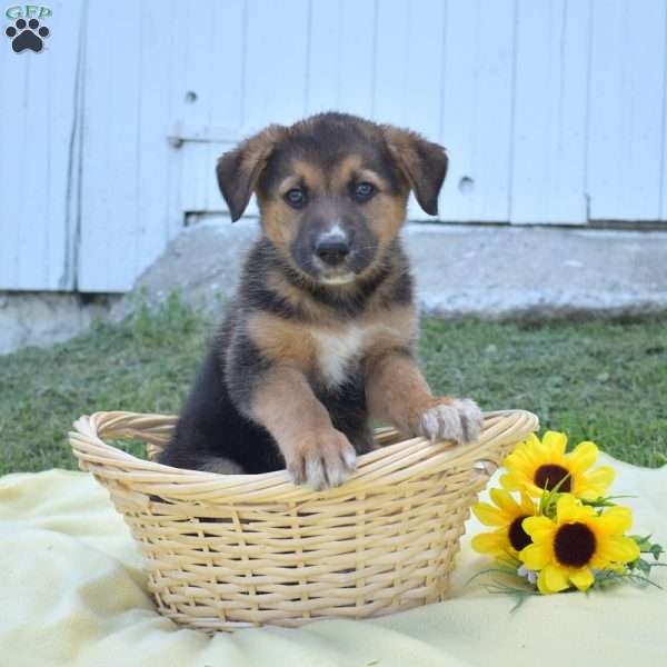 Meadow, German Shepherd Mix Puppy
