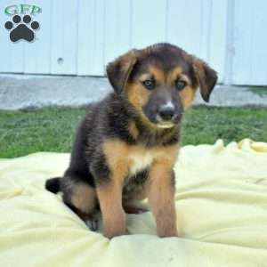 Meadow, German Shepherd Mix Puppy