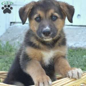 Meadow, German Shepherd Mix Puppy