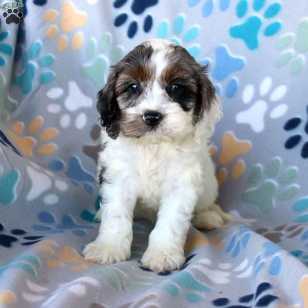 Megan, Cockapoo Puppy