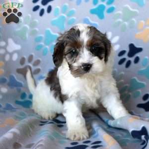 Megan, Cockapoo Puppy