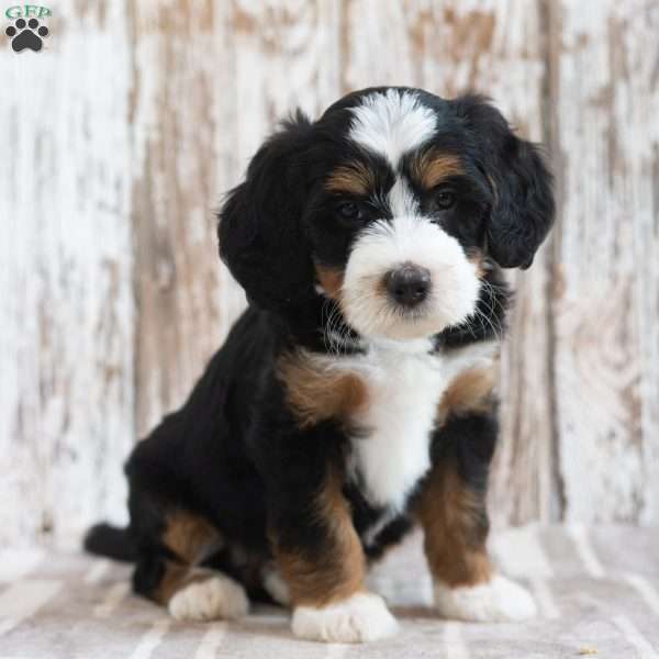Melody, Mini Bernedoodle Puppy