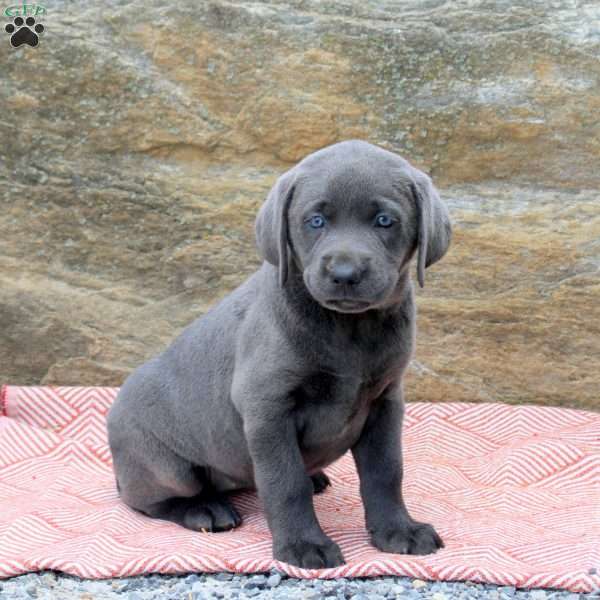 Melody, Charcoal Labrador Retriever Puppy