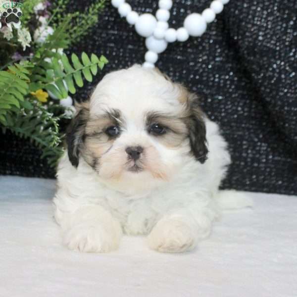 Melvin, Teddy Bear Puppy