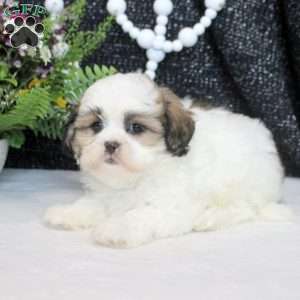 Melvin, Teddy Bear Puppy