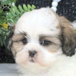 Melvin, Teddy Bear Puppy