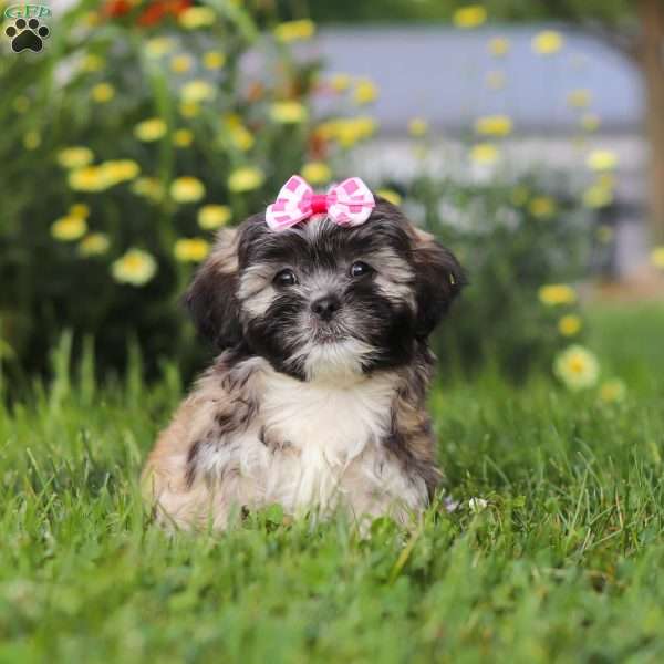 Mia, Lhasa Apso Puppy