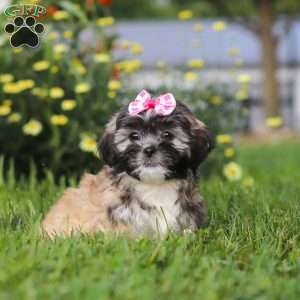 Mia, Lhasa Apso Puppy