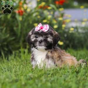 Mia, Lhasa Apso Puppy