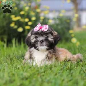 Mia, Lhasa Apso Puppy