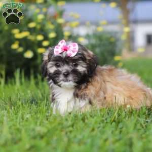 Mia, Lhasa Apso Puppy