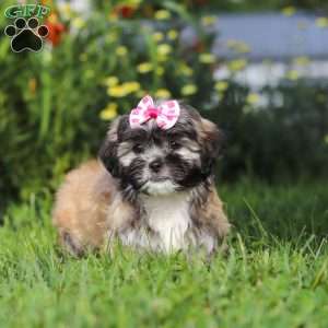 Mia, Lhasa Apso Puppy